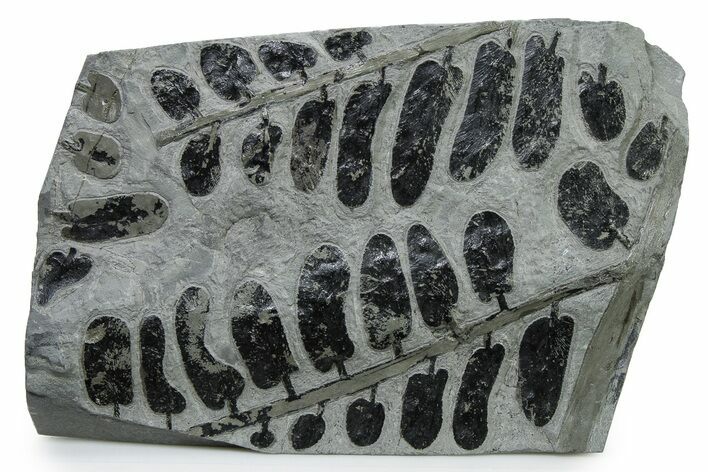 Carboniferous Fossil Fern (Neuropteris) Plate - France #338495